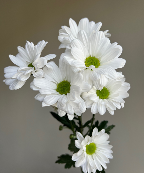 Daisy Pom White Bunch