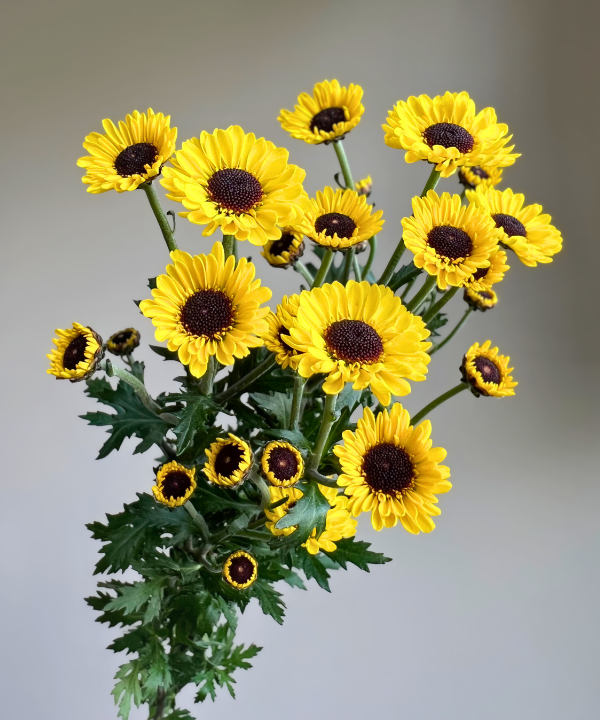 Daisy Pom Viking Bunch