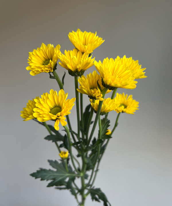 Daisy Pom Yellow Bunch