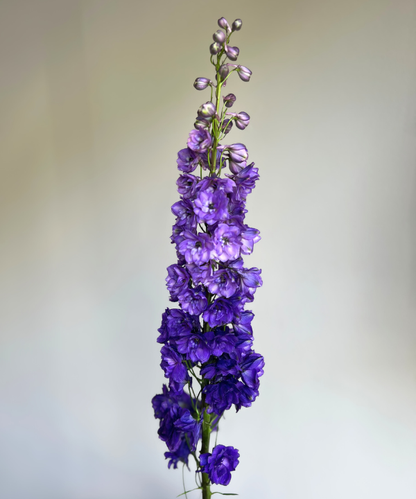 Delphinium Hybrid Purple Bunch