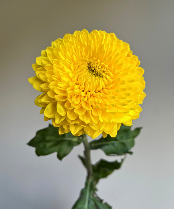 Disbud Mum Yellow Bunch