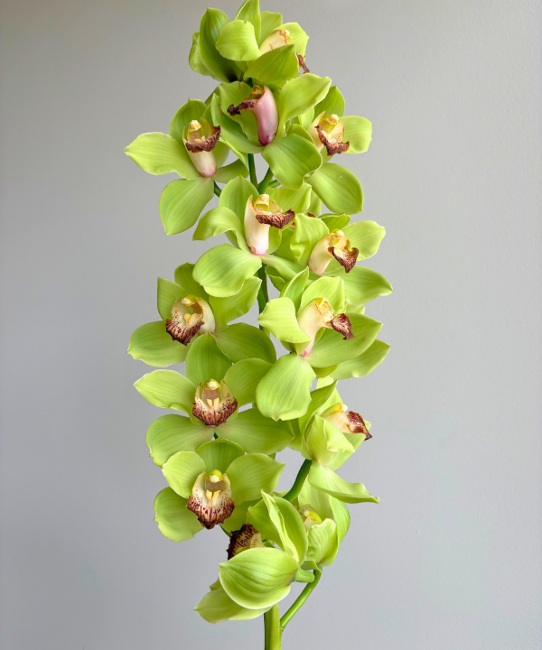 Cymbidium Orchid Green Stem