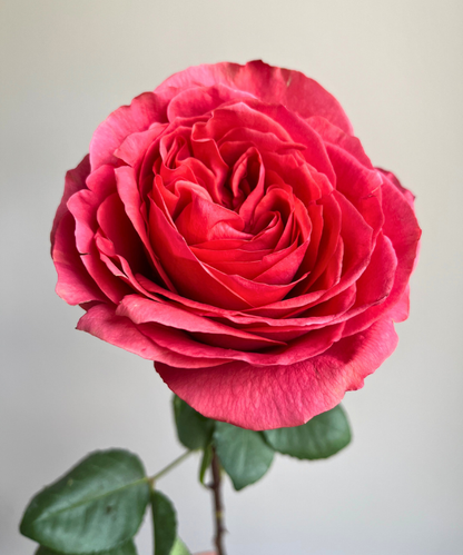 Garden Rose Pink Dark Xpression Bunch
