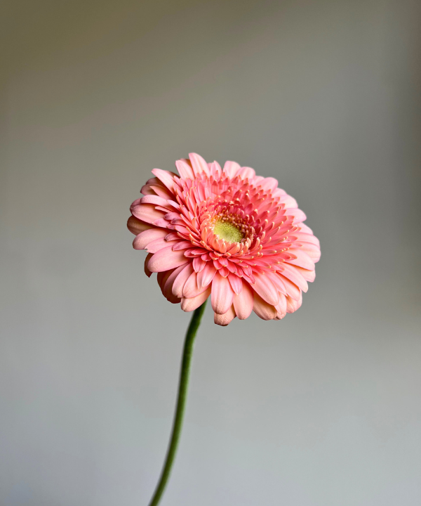 Gerbera Daisy Pink Bunch