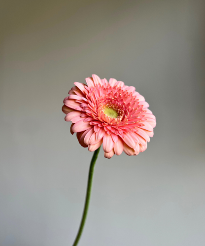 Gerbera Daisy Pink Bunch