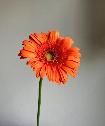 Gerbera Daisy Orange Bunch