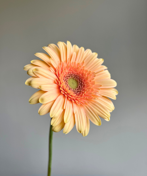 Gerbera Daisy Peach Bunch