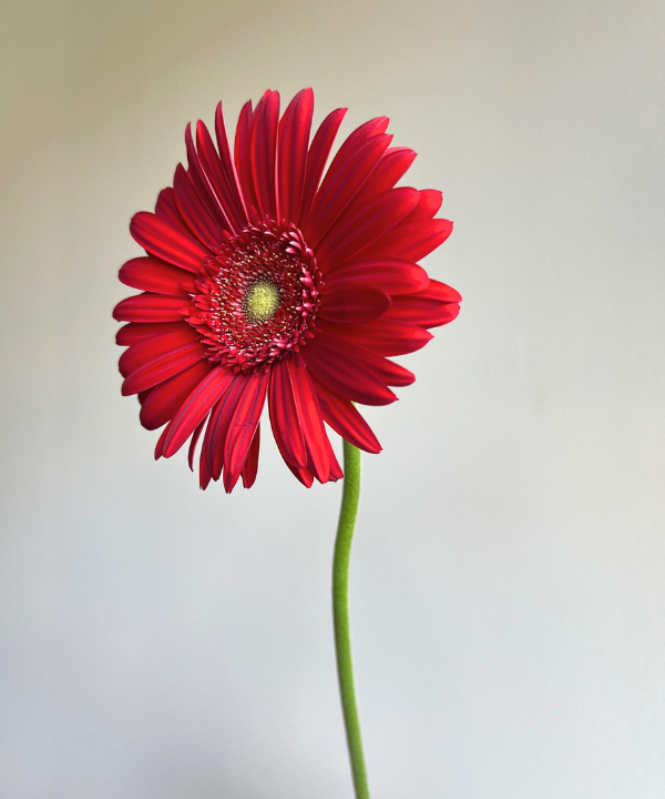 Gerbera Daisy Red Bunch