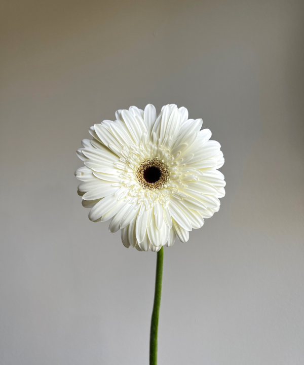 Gerbera Daisy White Bunch