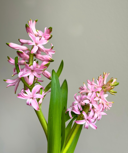 Hyacinth Pink Bunch