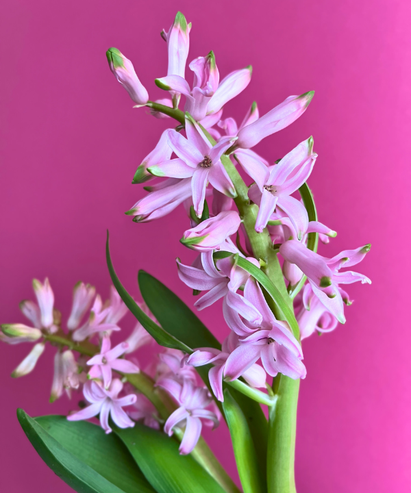 Hyacinth Pink Bunch