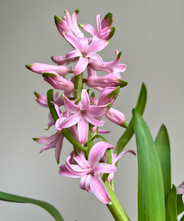 Hyacinth Pink Bunch