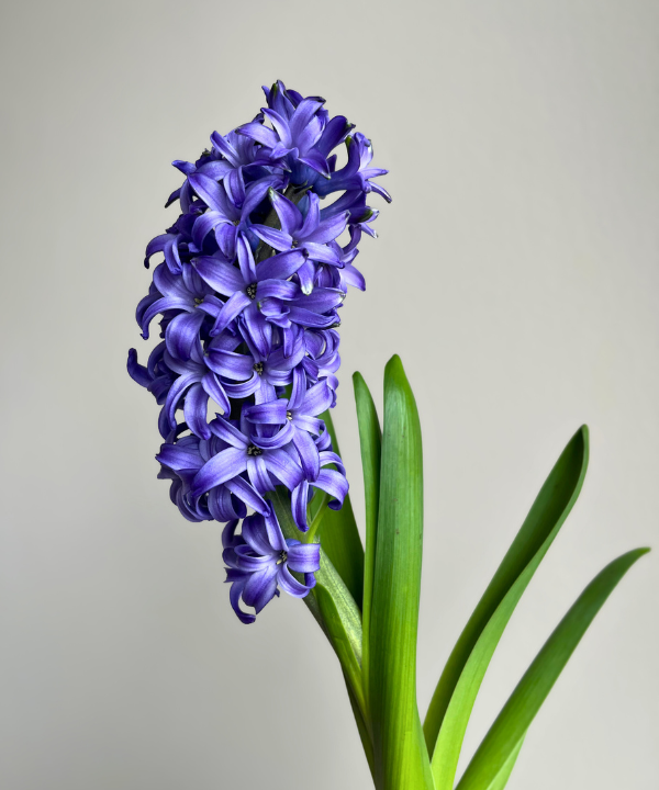 Hyacinth Blue Bunch