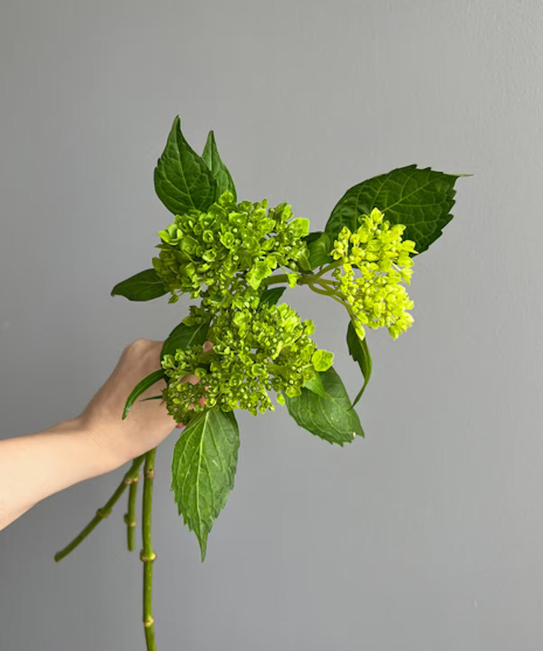Hydrangea Mini Green Bunch