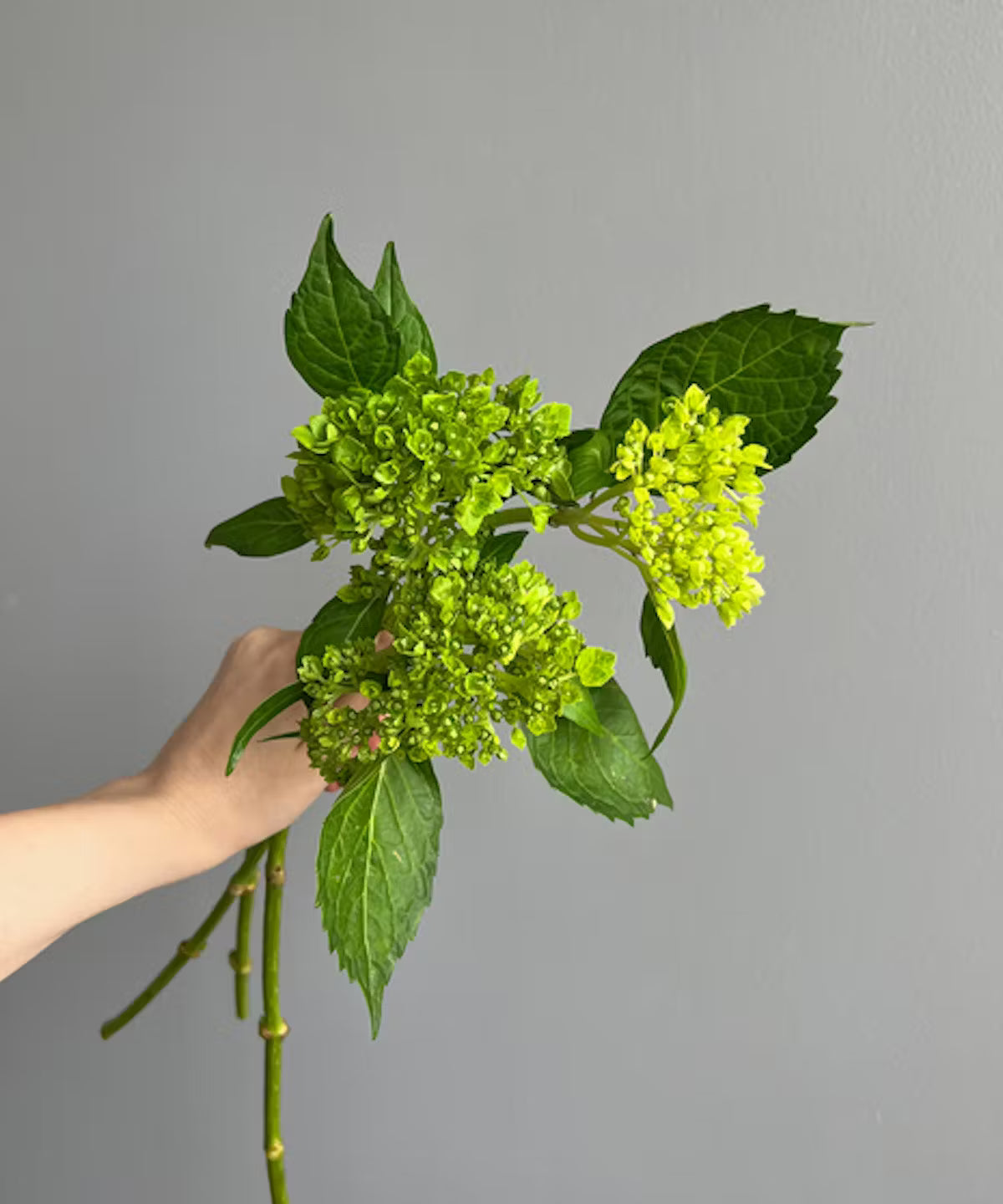 Hydrangea Mini Green Bunch