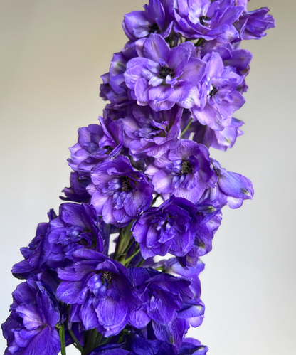 Delphinium Hybrid Purple Bunch