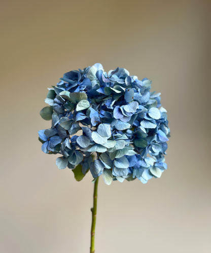 Hydrangea Antique Blue Bunch