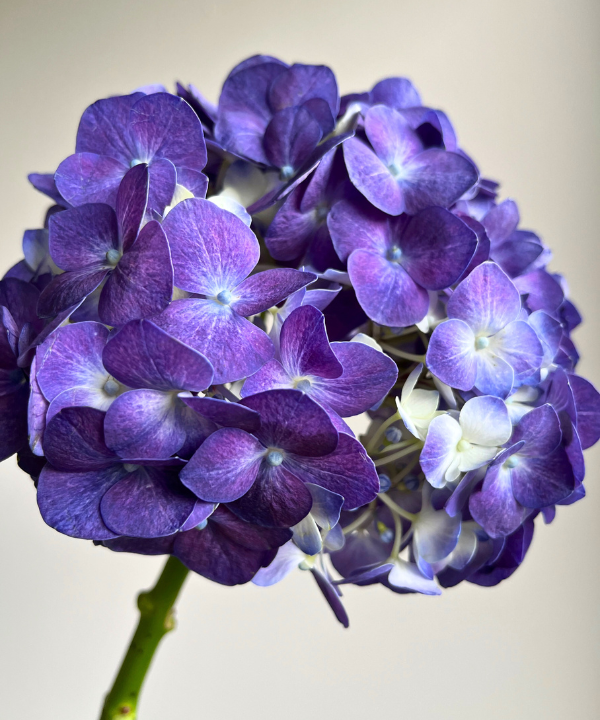 Hydrangea Purple Bunch
