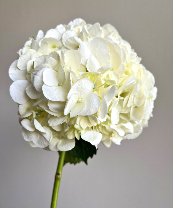 Hydrangea White Bunch