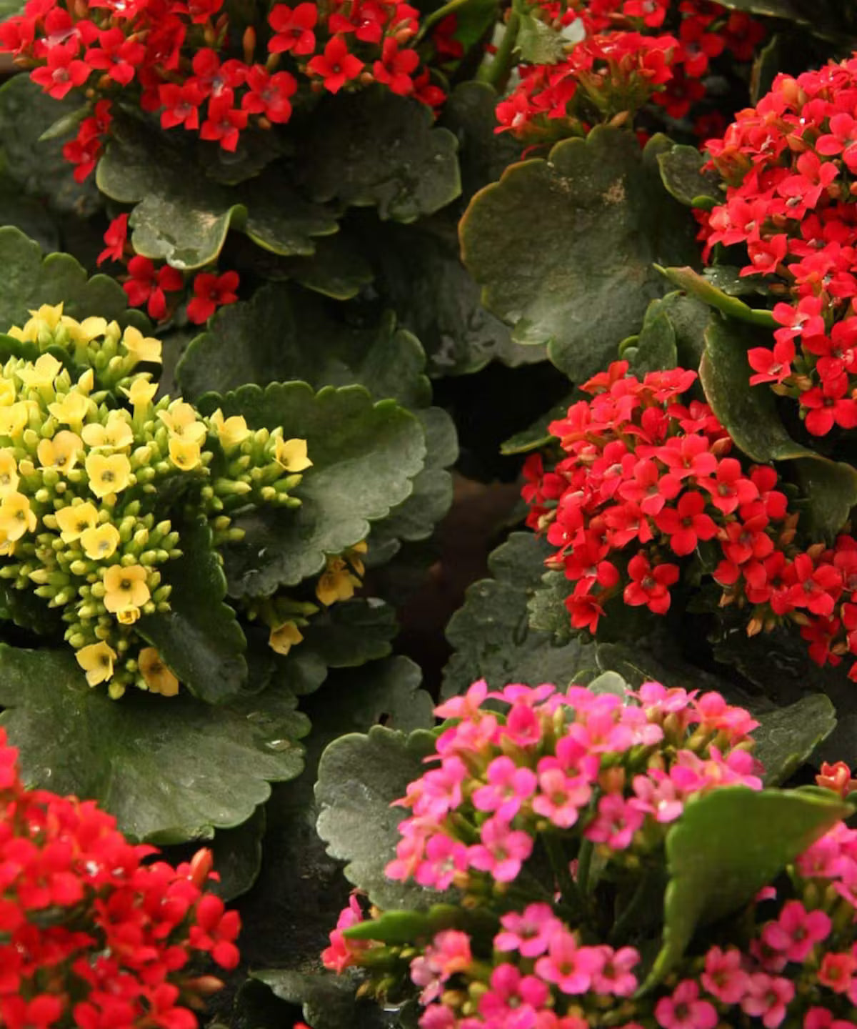 Kalanchoe Assortment (15 count)