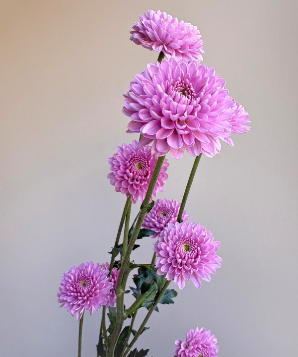 Button Mum Lavender Bunch