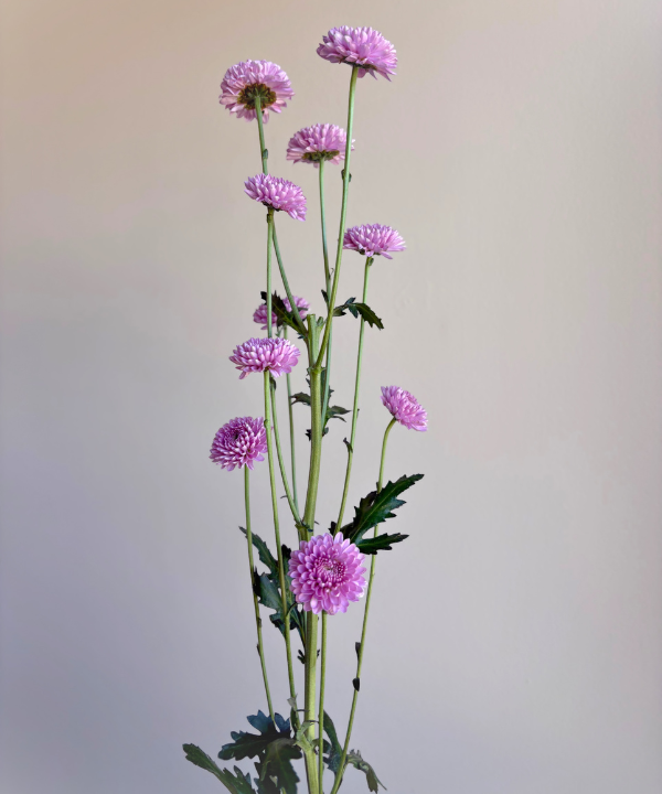 Button Mum Lavender Bunch