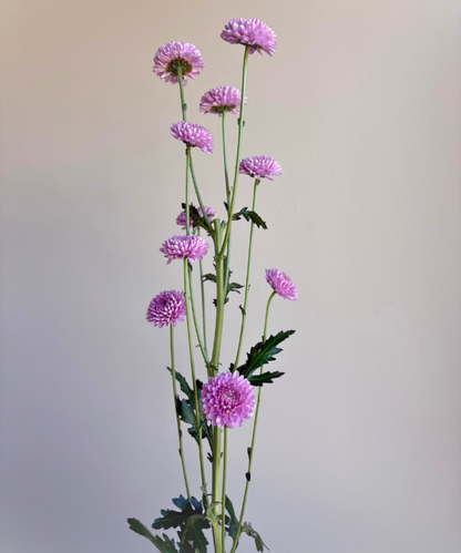 Button Mum Lavender Bunch