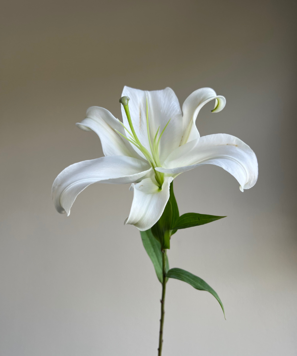 Lily Oriental White Bunch