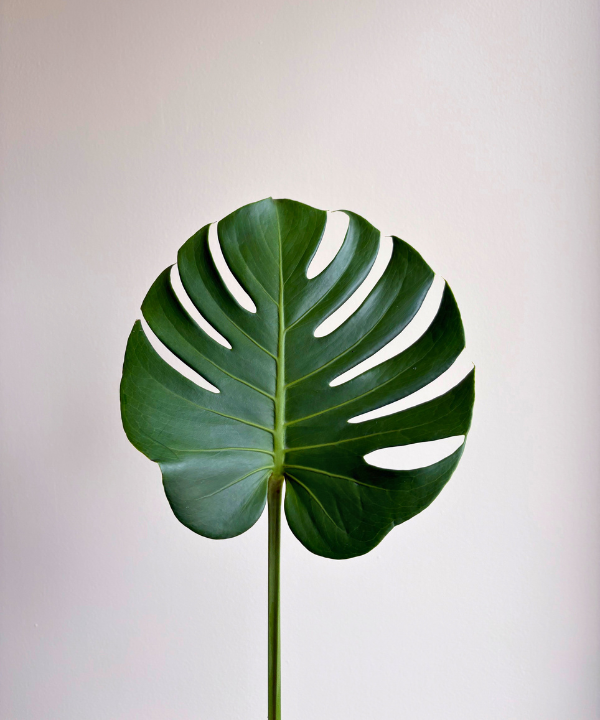 Monstera Bunch