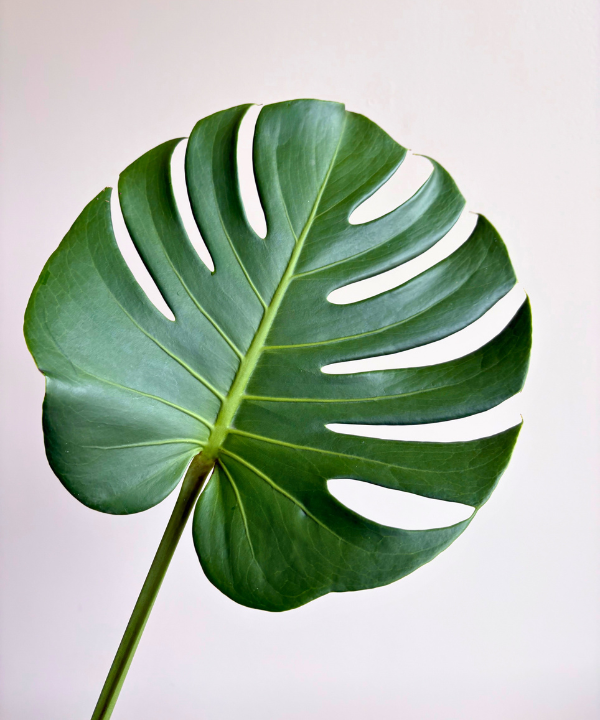 Monstera Bunch