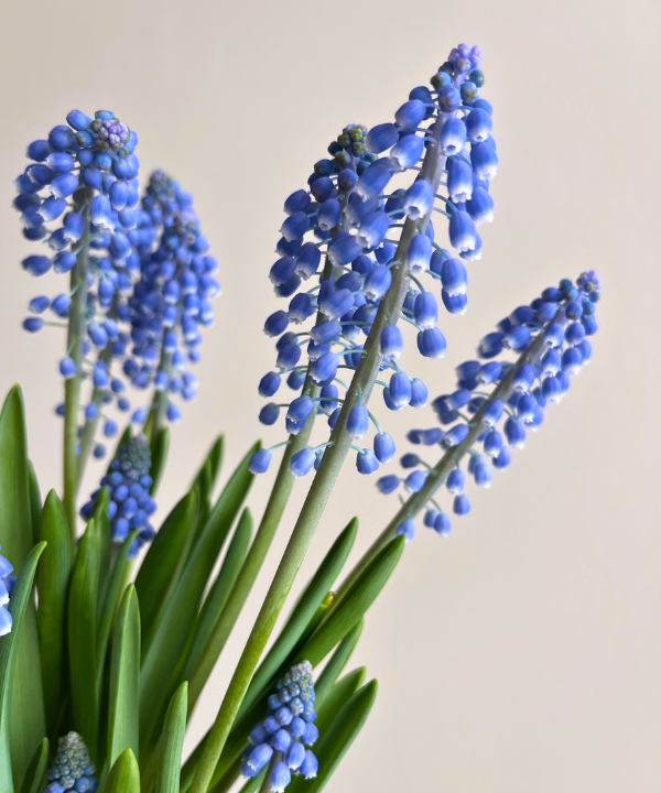Muscari Bunch