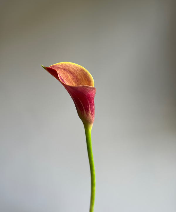 Calla Lily Mini Orange Bunch