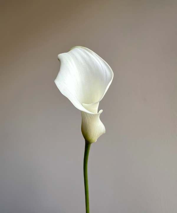 Calla Lily Mini White Bunch