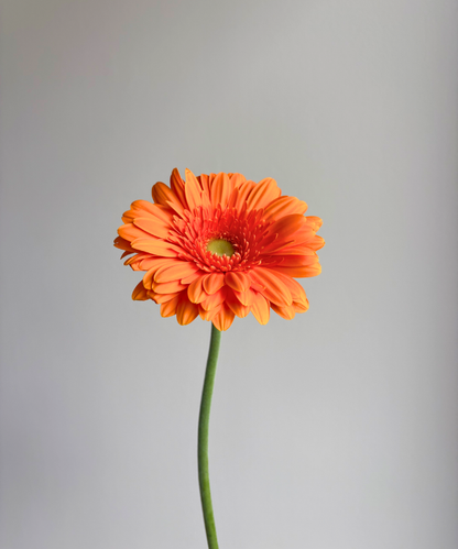 Gerbera Daisy Orange Bunch