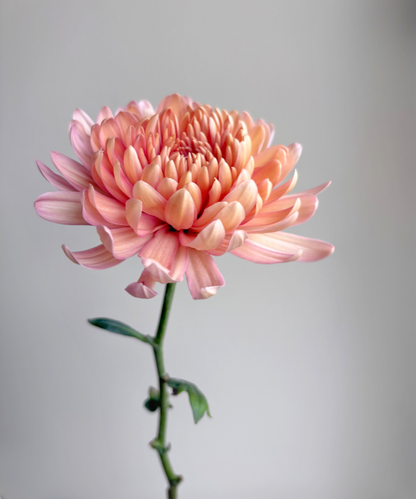 Cremone Mum Peach Bunch