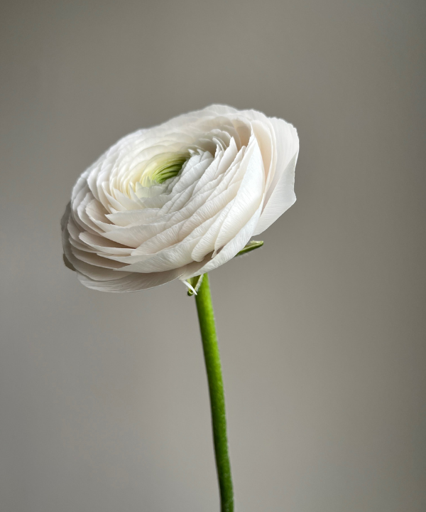 Ranunculus Blush Pink Hanoi Bunch