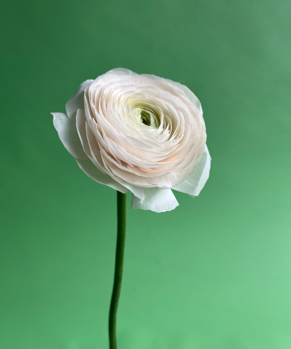 Ranunculus Blush Pink Hanoi Bunch