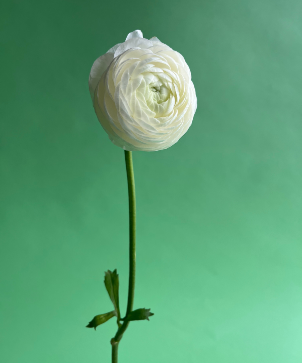 Ranunculus White Bunch
