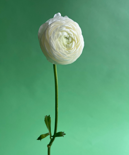 Ranunculus White Bunch