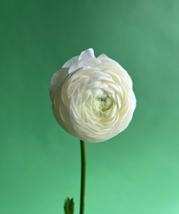 Ranunculus White Bunch