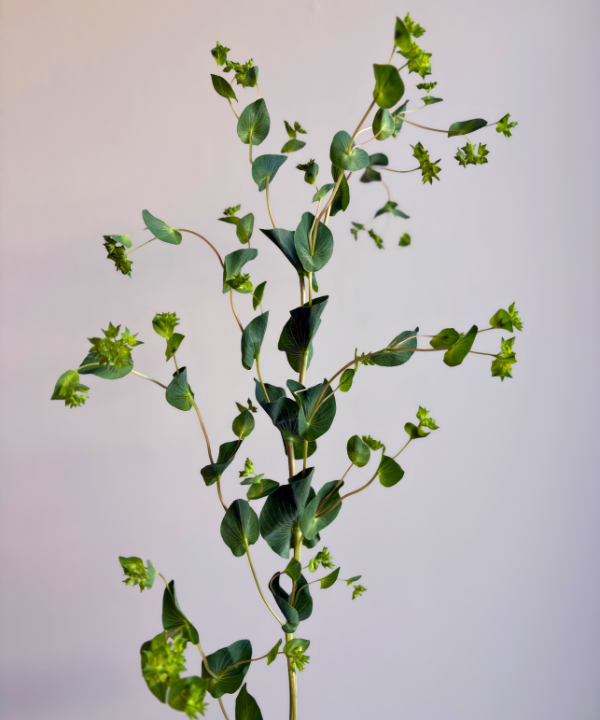 Bupleurum Bunch