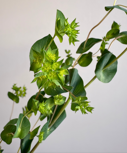 Bupleurum Bunch