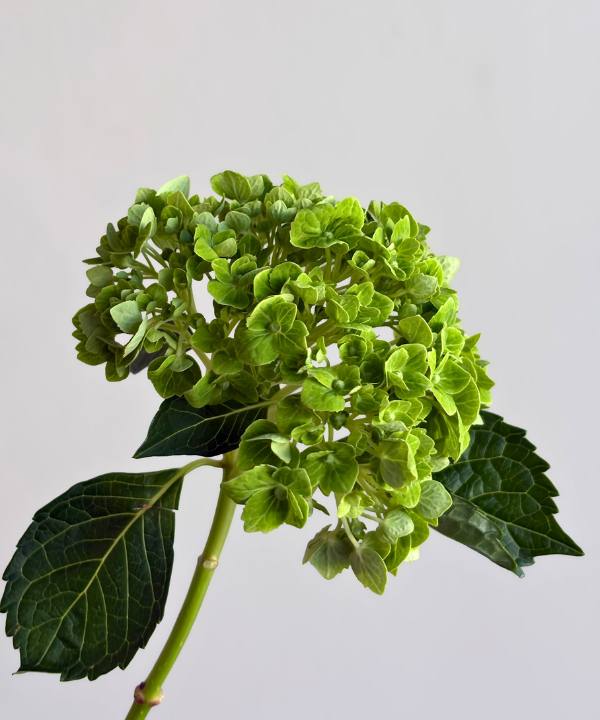 Hydrangea Mini Green Bunch