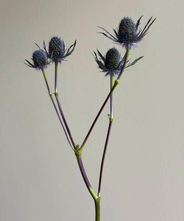 Thistle Bunch