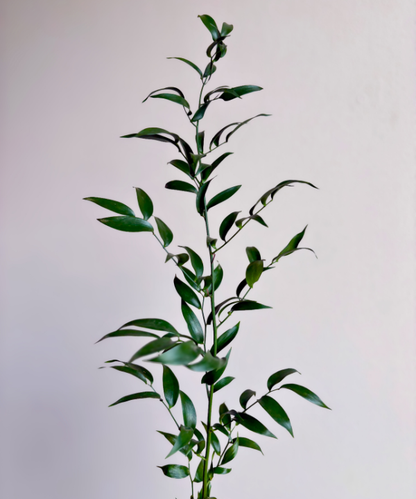 Italian Ruscus Bunch