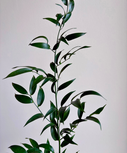 Italian Ruscus Bunch