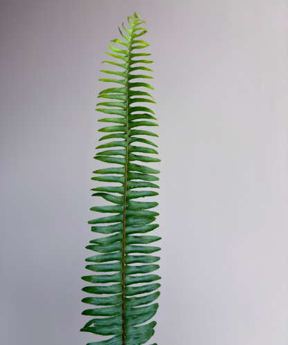 Sword Fern Bunch