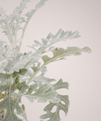 Dusty Miller Bunch