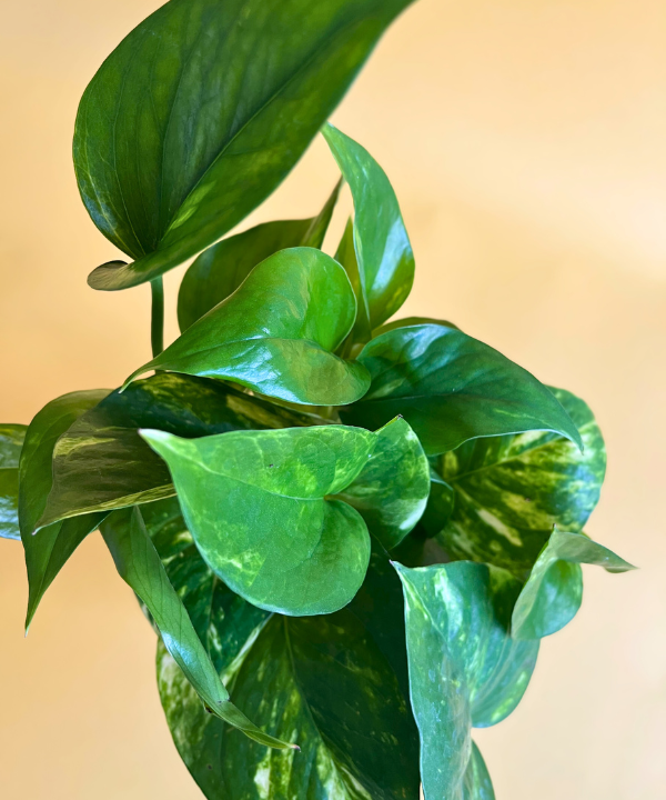 Pothos Assortment