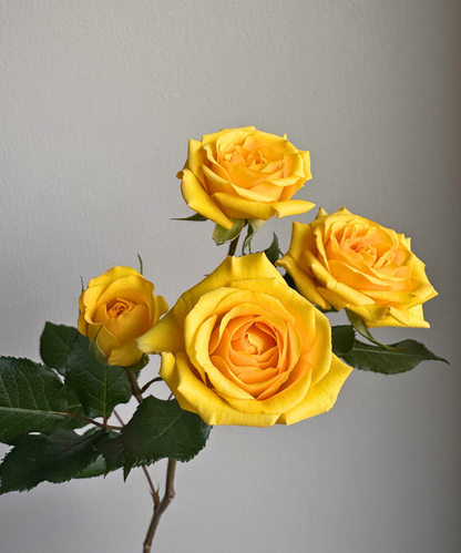 Spray Rose Yellow Bunch